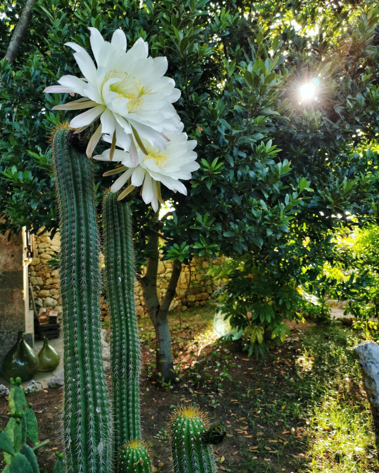 Masseria Borgo Del Gallo Tricase Buitenkant foto