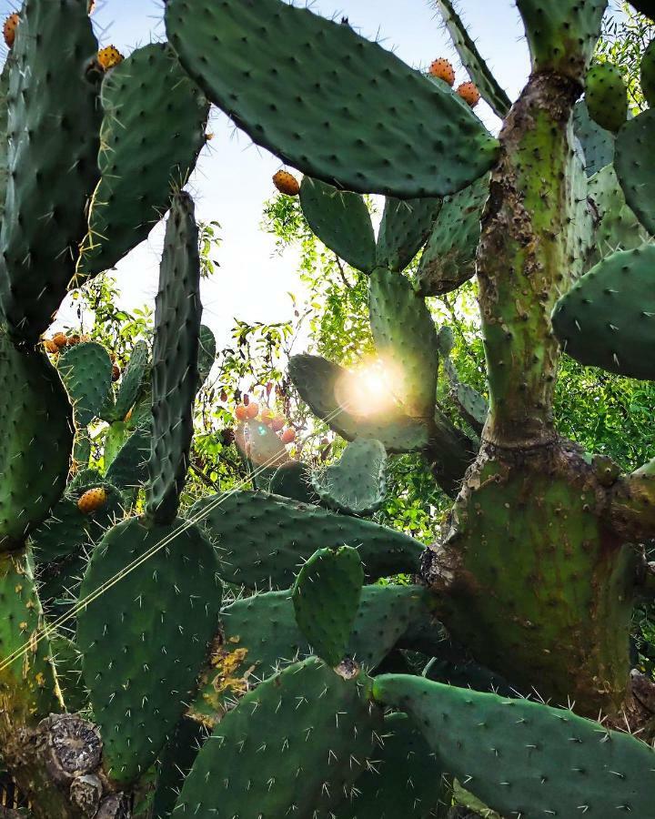 Masseria Borgo Del Gallo Tricase Buitenkant foto